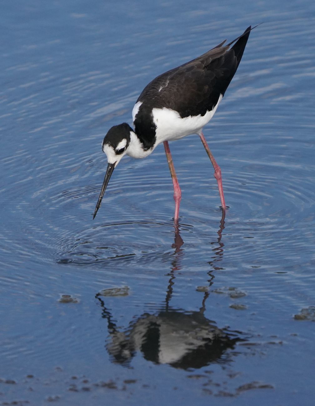 black necked stilt wading in goleta waters